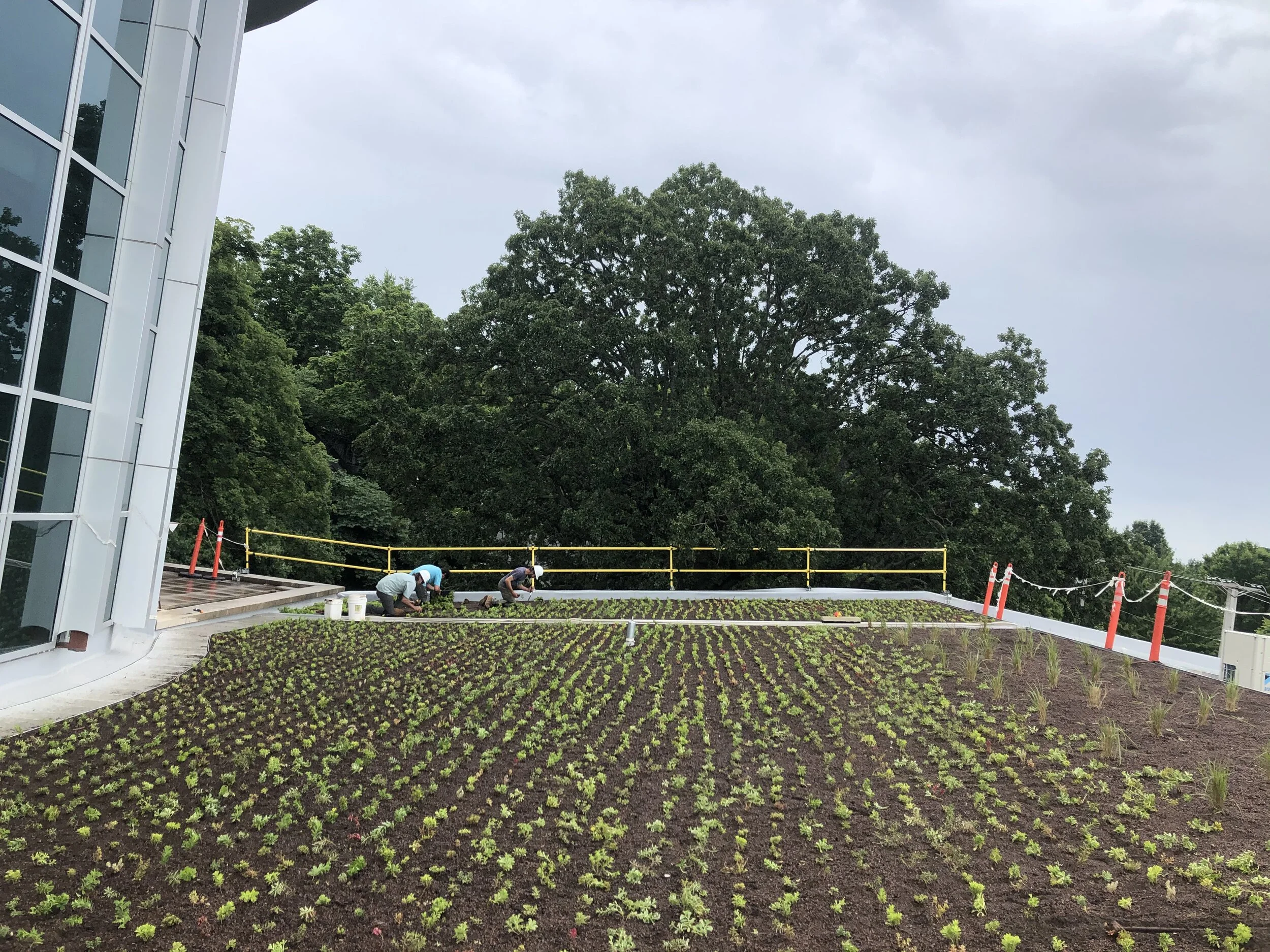 Fayetteville Public Library Expansion — Ozark Green Roofs
